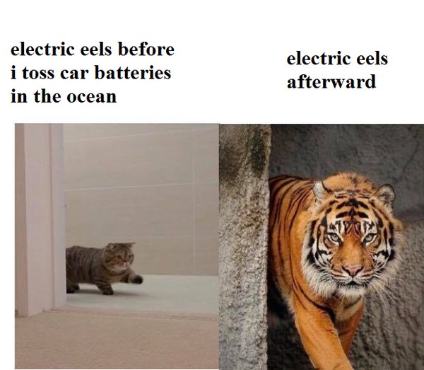 This meme is a visual joke that compares two images side by side. On the left, a picture of a cat is shown with the caption "electric eels before". On the right, a picture of a tiger is shown with the caption "electric eels after". The implication is that the cat, which is known for being lazy and sedentary, has somehow transformed into a powerful and intimidating tiger, much like how electric eels are known for their ability to shock and defend themselves.